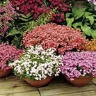 Diascia Collection Plants Pack of 5 Pot Ready Plants (1 of each variety) - Flower Plants