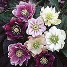 Helleborus Double Lady Mix Plants Pack of 5 Pot Ready Plants - Perennial Plants