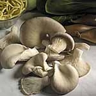 Mushroom Oyster Spawn Plugs