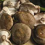 Mushroom Shiitake Spawn Plugs
