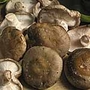 Mushroom Shiitake Spawn Plugs
