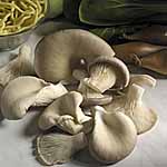 Mushroom Spawn Plugs Twinpack - Oyster and Shiitake
