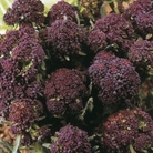 Broccoli Claret (Sprouting)