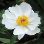 paeony / peony