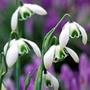 double snowdrop   In The Green