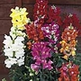 Antirrhinum F1 Kim Mix Seeds Average Packet Content 75 seeds - Flower Seeds