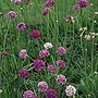 Armeria Dwarf Mix Seeds  - Flower Seeds