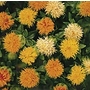 Carthamus