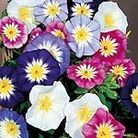Convolvulus minor Panorama Mix Seeds Units: Average Packet Content 180 seeds - Flower Seeds