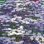 Kingfisher Daisy Summer Melody Seeds Units: Average Packet Content 45 Seeds - Flower Seeds