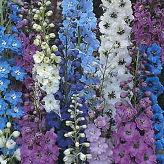 Flower Seeds - Delphinium Pacific Giants Mixed