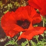 Poppy Oriental Brilliant Seeds