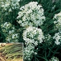 Herb Garlic Chives Seeds