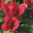 Maurandya Magic Dragon Seeds Average Packet Content 50 seeds - Flower Seeds