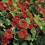 Nasturtium Tip Top Scarlet Seeds Units: Average Packet Content 25 seeds - Flower Seeds