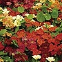 Nasturtium Paintbox Seeds Units: Average Packet Content 25 seeds - Flower Seeds