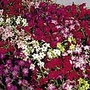 Nicotiana F1 Domino Mix Seeds Units: Packet content 110 seeds - Flower Seeds