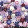 Flower Seeds - Aquilegia Nora Barlow Mixed