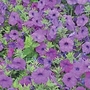 Petunia Laura Bush Seeds Average Packet Content 230 seeds - Flower Seeds
