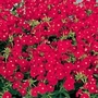 Phlox drummondii African Sunset Seeds Average Packet Content 60 seeds - Flower Seeds