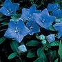 Platycodon grandiflorum Blue Pygmy Seeds Units: Average Packet Content 40 seeds - Flower Seeds