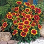 Gaillardia Arizona Sun - 5 Plug Plants