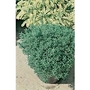 Garden Mint x 5 plants