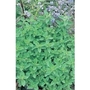 Sweet Marjoram Origanum  x 5 young plants