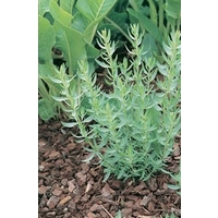 French Tarragon x 5 plants