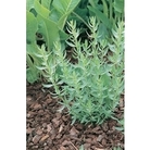 French Tarragon x 5 plants