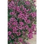 Thyme Creeping Red x 5 young plants