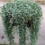 Dichondra Silver Falls Seeds