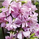 Saponaria officinalis Rosea Plena Seeds Units: Average Packet Content 90 seeds - Flower Seeds