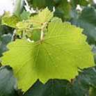 White Strawberry Grape