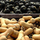 squash   organic