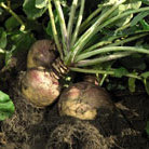 swede   organic