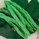 bean   organic climbing