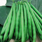 bean   organic dwarf