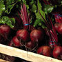 beetroot   organic
