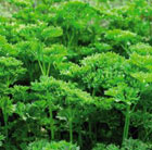 parsley   organic