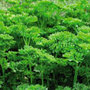 parsley   organic
