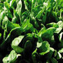 spinach   organic