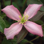 clematis (group 1)