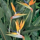 Strelitzia Reginae Seeds Units: Packet Content 7 seeds - Flower Seeds