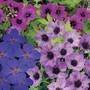 Dwarf Hardy Geranium Collection 6 Jumbo Plants