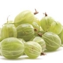 Gooseberries 3 Plants