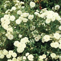 White Patio Rose 1 Plant