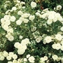 White Patio Rose 1 Plant