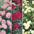 Patio Roses 3 Plants