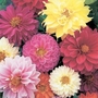 Dahlia Border Beauties Seeds